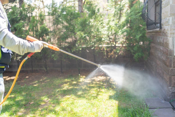 Best Local Pest Control Services  in South El Monte, CA